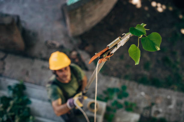 Best Emergency Tree Removal  in Jackpot, NV